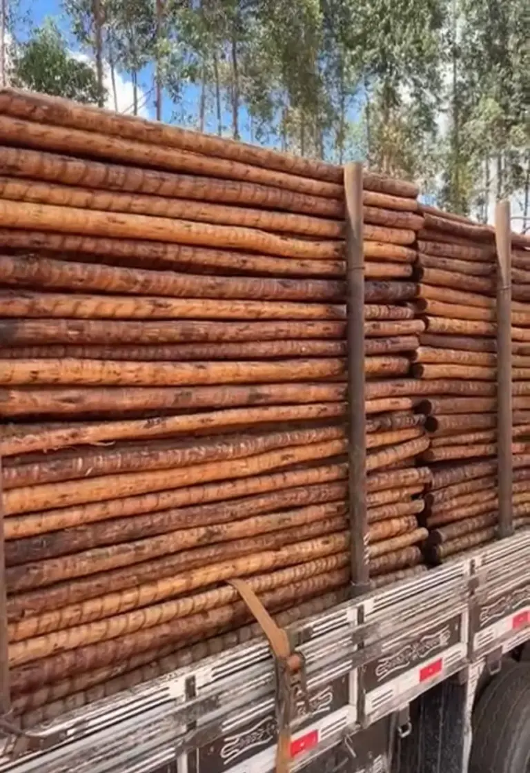 Madeira para Plantação